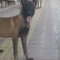 توله مالینوا ماده اصیل 4 و 5 ماهه|سگ|تهران, آرارات|دیوار