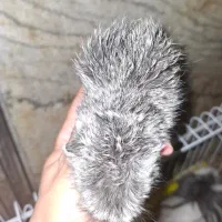 توله خوکچه هندی فشن(خرگوش)