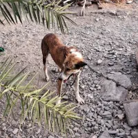 سگ نگهبان