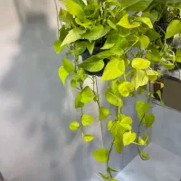 گیاهان اپارتمانی مقاوم|گل و گیاه طبیعی|تهران, مینای جنوبی|دیوار