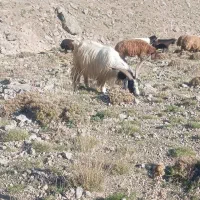 بز۴ساله|حیوانات مزرعه|سبلان, |دیوار