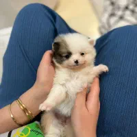 توله پامرانین