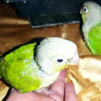 فروش گرینچیک