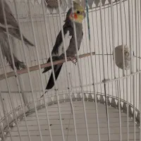 عروسی هلندی نر و ماده بهمراه 3 تا جوجه|پرنده|مشهد, کارمندان دوم|دیوار