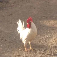 خروس|حیوانات مزرعه|نظرآباد, احمد آباد|دیوار