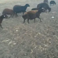 گوسفند گوشتیس|حیوانات مزرعه|سراب, |دیوار