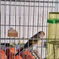 سهرقناری ابلغ داغسر