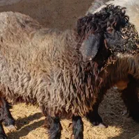 بره و قوچ و بره قوچی|حیوانات مزرعه|شهرضا, |دیوار