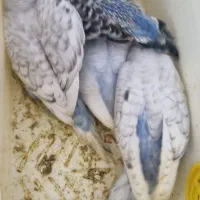 یک جفت مرغ عشق با ۷ جوجه|پرنده|تهران, مینیسیتی (شهرک نفت)|دیوار