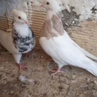 کفتر طوقی|پرنده|مبارکه, |دیوار