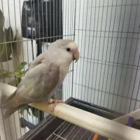 طوطی برزیلی|پرنده|شهریار, شهریار|دیوار