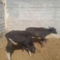 گوساله گاو میش