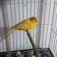 قناری ماده|پرنده|پاکدشت, پاکدشت (مامازند)|دیوار