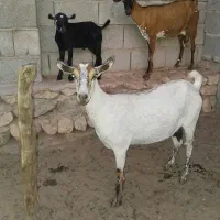 بز صلاله|حیوانات مزرعه|بندرعباس, |دیوار