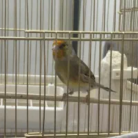 سهره قناری|پرنده|قزوین, |دیوار