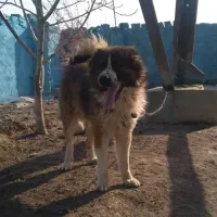 نر آدمی و گله ای درشت فی ۸