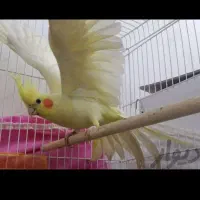 پرنده|تور و چارتر|مشهد, شهرک صنعتی توس|دیوار