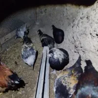 فروش ۹عدد نیمچه خروس زیبا وسالم