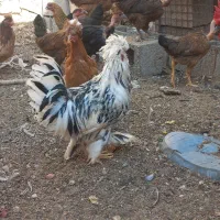 ۲عدد خروس سلطان تءزیتی جوان