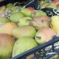 گلابی درگزی