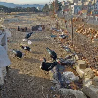 اردک اسراییلی