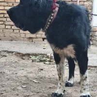 واگذاری سگ