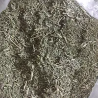 شوید گشنیز