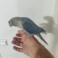 گرینچیک ویولت