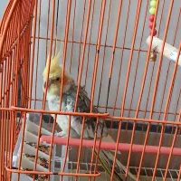 یک عدد عروس هلندی نر|پرنده|کردکوی, |دیوار