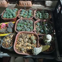 گل گیاه کاکتوس|گل و گیاه طبیعی|قم, پردیسان|دیوار