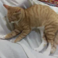 گربه نژاد پرشین. DSH پنج ماهه نر|گربه|محمودآباد, |دیوار