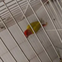 کوتوله .عروس .مرغ عشق