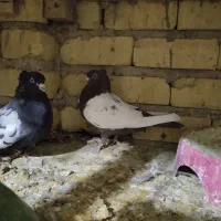 کبوتر|پرنده|شیراز, بید زرد|دیوار