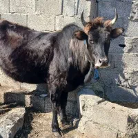 گاو شکم دار