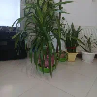 گل زینتی اشک ملکه