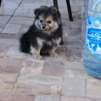 پامر روباهی