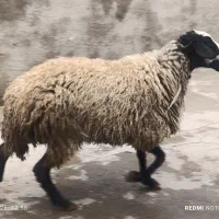 بره 25کیلوتا80نر