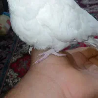 یک عدد عروس هلندی|پرنده|بندر گز, |دیوار