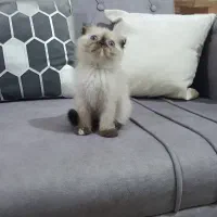 گربه نژاد دار فقط ۹ تومن