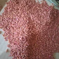 بذر گندم اوکراینی