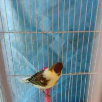 قناری ماده اماده