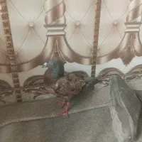 کبوتر معاوضه ایی