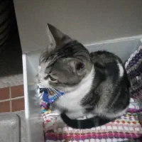 یک گربه در حوالی سیزدهم گوهردشت فاز دو  یافت شده