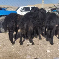 5عدد بره قوچ انتیک نمونه قره قزل|حیوانات مزرعه|شاهین دژ, |دیوار