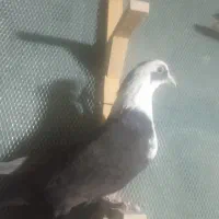 کفتر مخمل و ابلغ