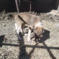 سگ نسل ماده زیبا سر پنجه دار ماده|سگ|باخزر, |دیوار