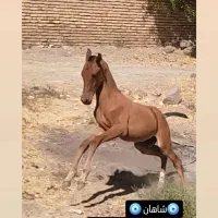 فروش کره نریون