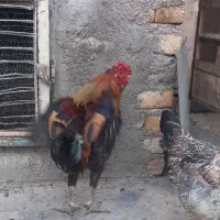 خروس چل پوپ