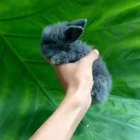 خرگوش لوپ و...|موش و خرگوش|تهران, بلوار کشاورز|دیوار