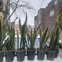 گل گل گل گلخانه مادر همه جور واجور گل و گلدان